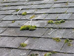 Moss on Asphalt Roof