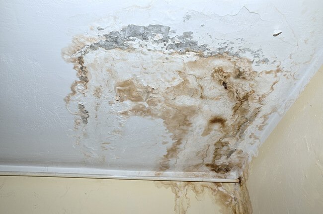 Mold caused By Water Damage