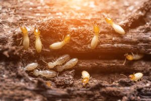Termites in Wisconsin